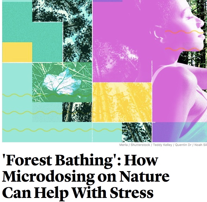 Forest Bathing - the Atlantic